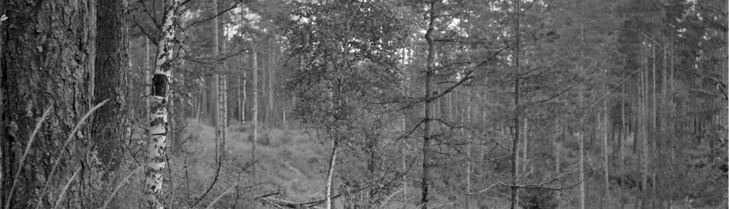 Jatkosota_Elokuu_1941_2